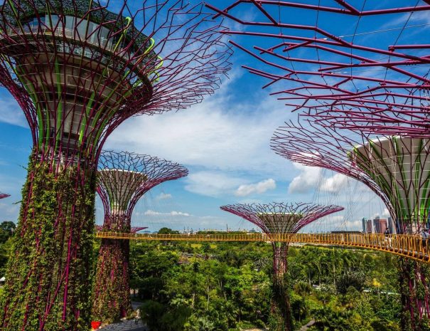 supertree-grove-at-gardens-by-the-bay
