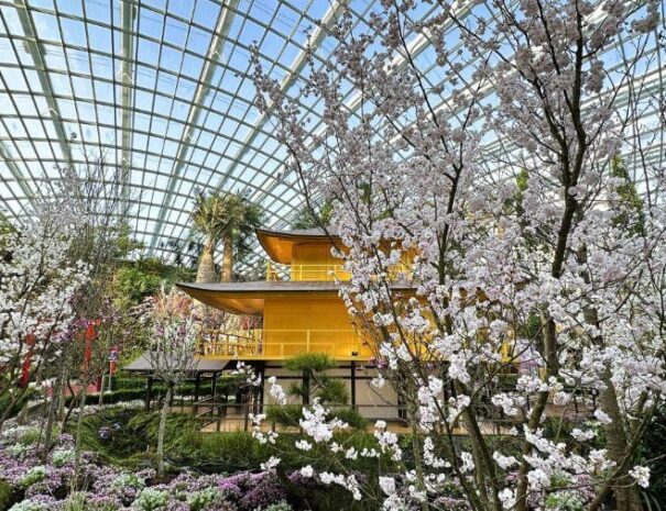 Sakura-Display-in-Gardens-by-the-Bay