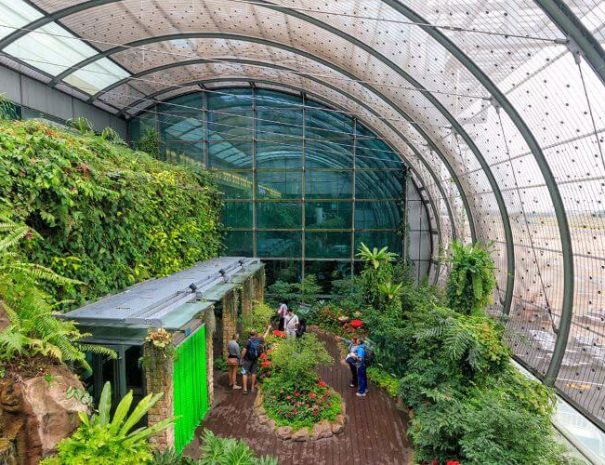 Butterfly-Garden-in-Singapore-Changi-Airport-Best-Airport-in-the-World
